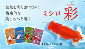 聪明的喂食方法