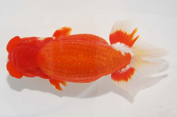 DSC_9828_1-584x386.jpg DSC_9828_1-584x386.jpg