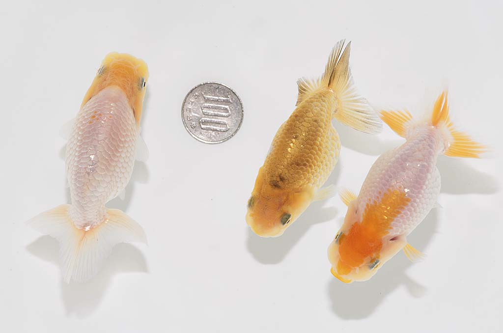 当岁兰寿的育成 9