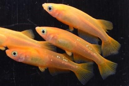 杨贵妃青鳉.jpg 杨贵妃青鳉.jpg