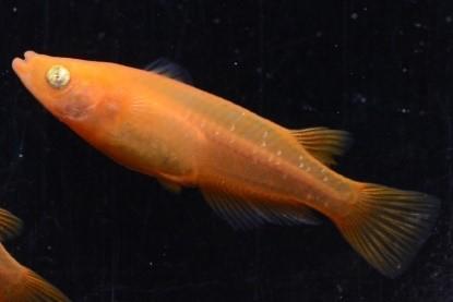 片目杨贵妃青鳉.jpg 片目杨贵妃青鳉.jpg