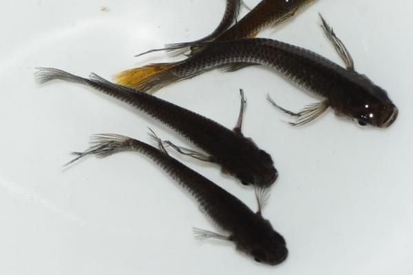 景虎@晴信.jpg 景虎@晴信.jpg