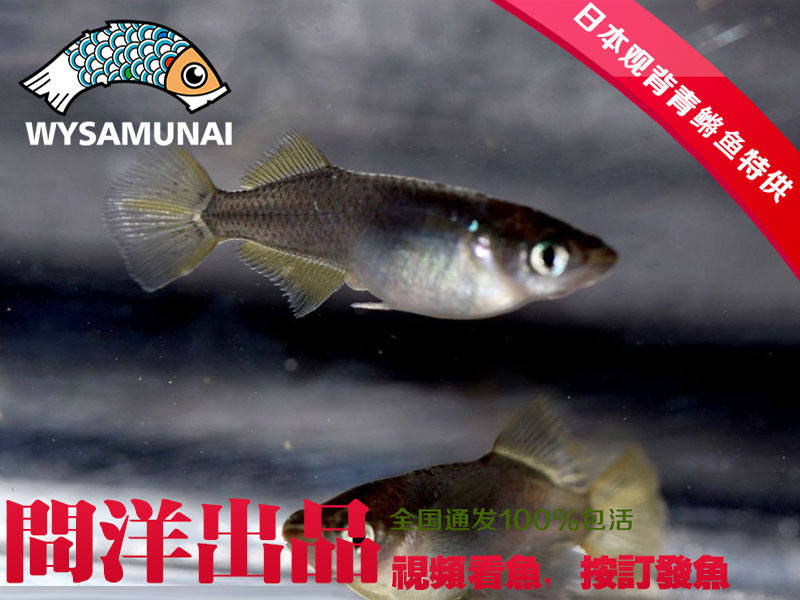 Oryzias latipe 凤凰青鳉