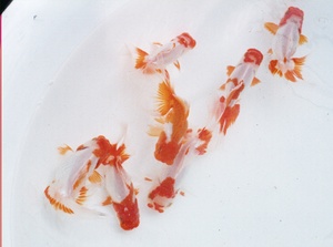 更纱(红白)狮子头的极致