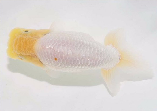 护鳞18-3.png 护鳞18-3.png