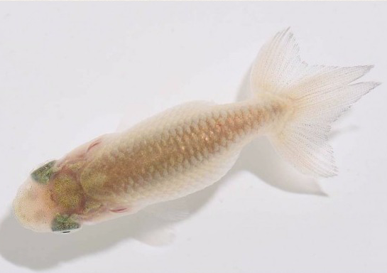 护鳞18-5.png 护鳞18-5.png