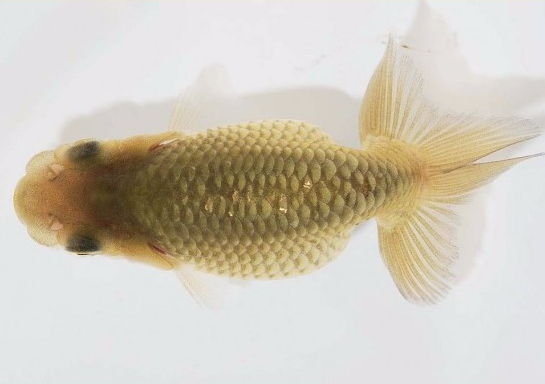 护鳞18-6.png 护鳞18-6.png