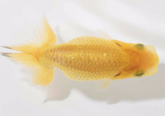 护鳞18-7.png 护鳞18-7.png