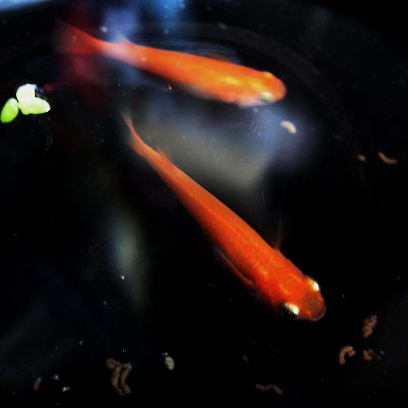 Oryzias latipe YAMA红帝