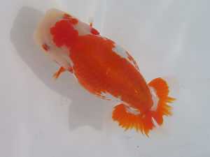 Tamano112-300x225.jpg Tamano112-300x225.jpg