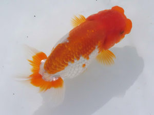 Tamano111-300x225.jpg Tamano111-300x225.jpg