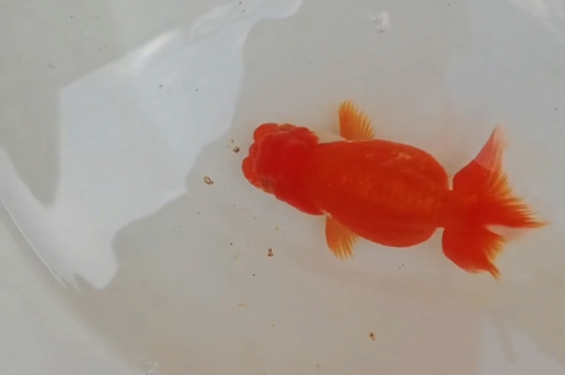 22年3月18日兰寿繁殖（李独孤）