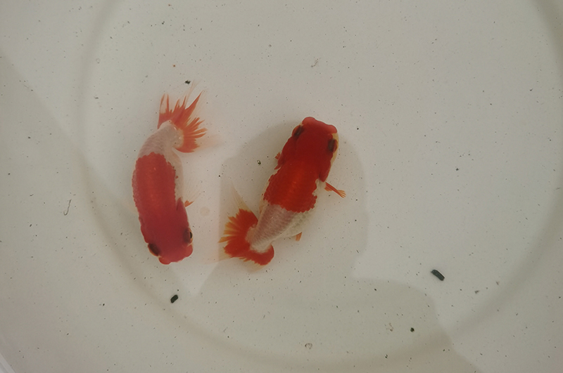 1661908046369.jpg 1661908046369.jpg